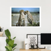 Poster de la faune Cheetah Kisses (Bureau à domicile)
