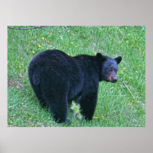 Poster de la faune de l'ours noir sur l'herbe vert