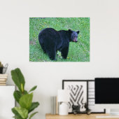 Poster de la faune de l'ours noir sur l'herbe vert (Bureau à domicile)
