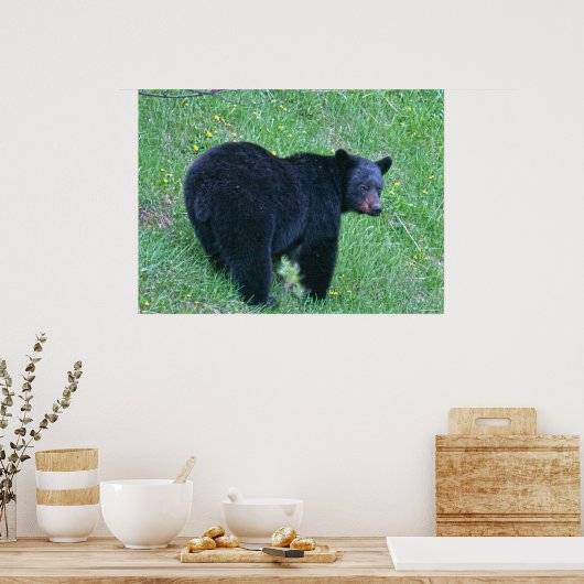 Poster de la faune de l'ours noir sur l'herbe vert (Cuisine)