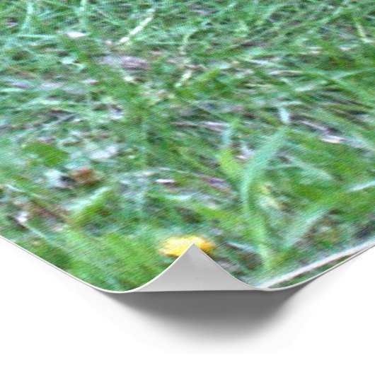 Poster de la faune de l'ours noir sur l'herbe vert (Coin)