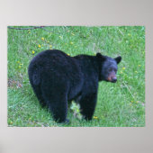 Poster de la faune de l'ours noir sur l'herbe vert (Devant)