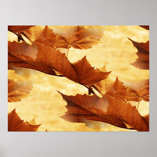 Poster de la feuille d'érable (Devant)