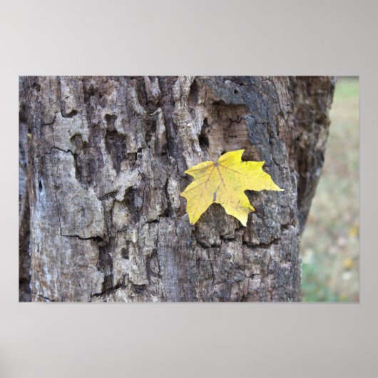 Poster de la feuille jaune sur l'arbre (Devant)