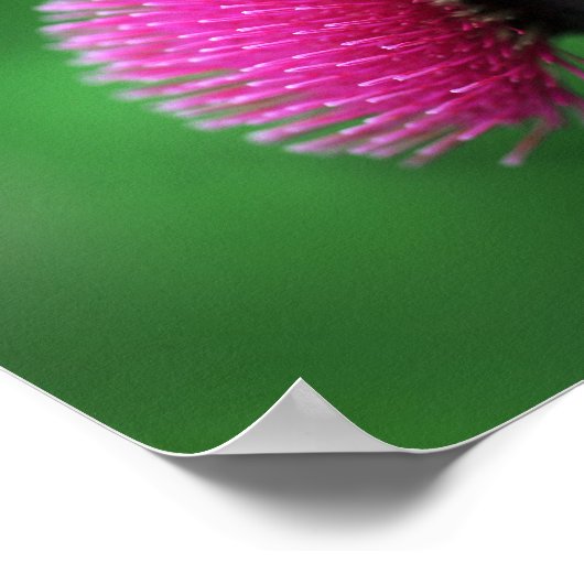 Poster de la fleur de chardon (Coin)