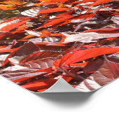 POSTER DE LA FONTAINE DE LA FLORIDE DU SUD (Coin)