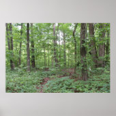 Poster de la forêt (Devant)
