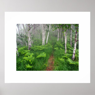 Poster de la forêt