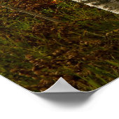 Poster de la forêt de Birch (Coin)