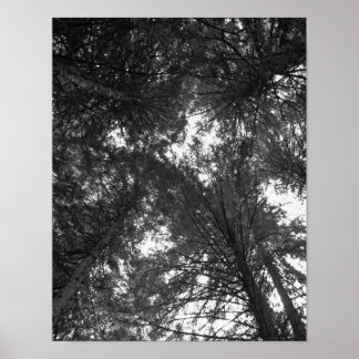 Poster de la forêt de Cèdre Noir et Blanc