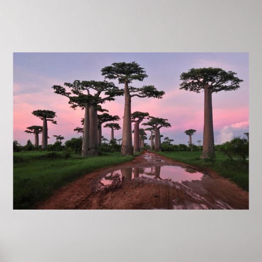 Poster de la forêt de Grandidier Baobab (Devant)