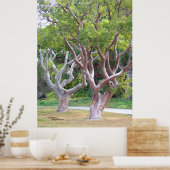 Poster de la forêt de gumbo de curvy (Cuisine)