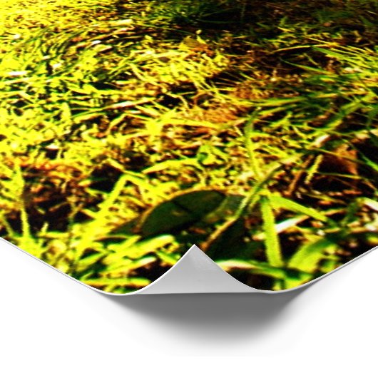 Poster de la forêt DMT 'AURUS (Coin)