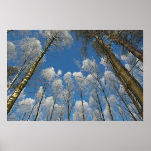 Poster de la forêt gelée