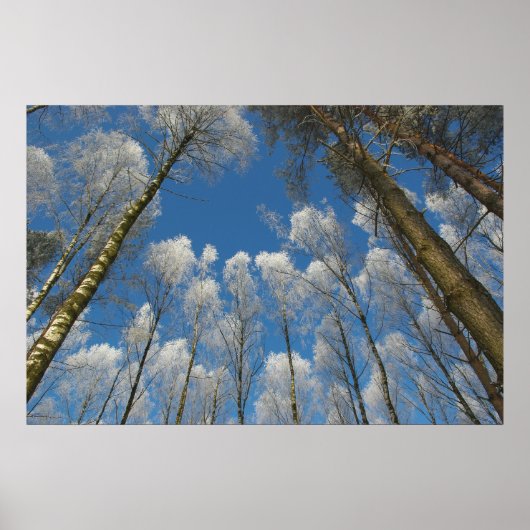 Poster de la forêt gelée (Devant)