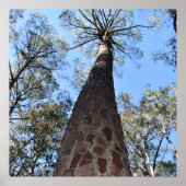 Poster de la Gerche Ponderosa Pine (Devant)