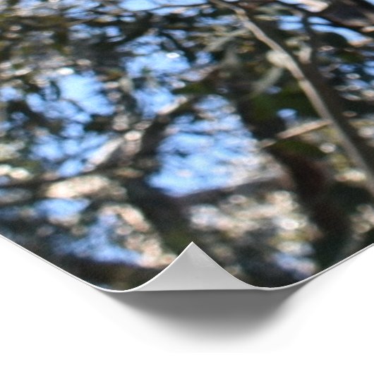 Poster de la Gerche Ponderosa Pine (Coin)