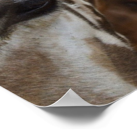 Poster de la girafe (Coin)