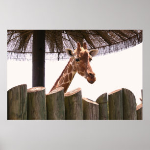 Poster de la Giraffe