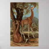 Poster de la Giraffe africaine (Devant)