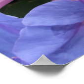 Poster de la gloire du matin (Coin)