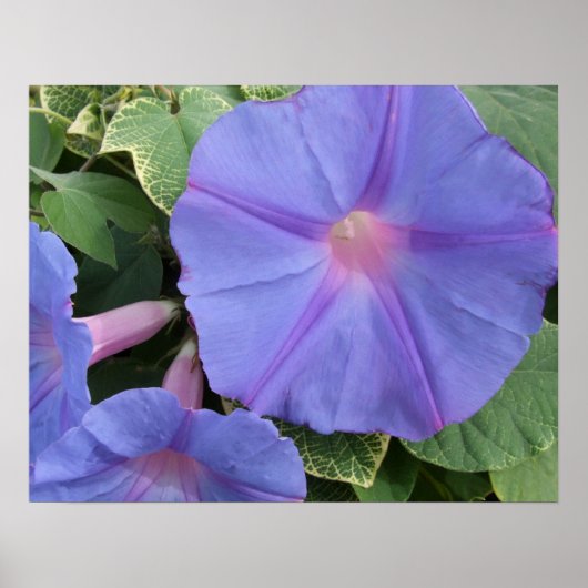 Poster de la gloire du matin (Devant)