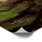 Poster de la grenouille (Coin)