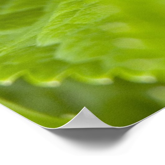 Poster de la grenouille (Coin)