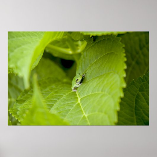 Poster de la grenouille (Devant)