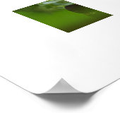 Poster de la grenouille et du papillon (Coin)