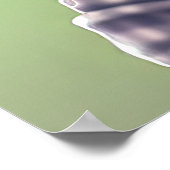 Poster de la grenouille taureau américaine (Coin)