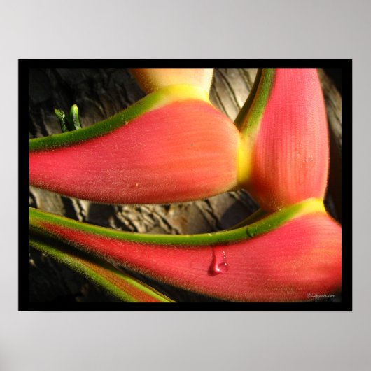 Poster de la Heliconia rose Hot Imprimer (Devant)