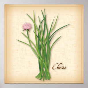 Poster de la Herbe Chives