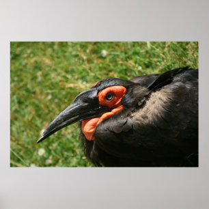 Poster de la Hornbill africaine au sol