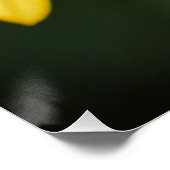 Poster de la jonquille (Coin)