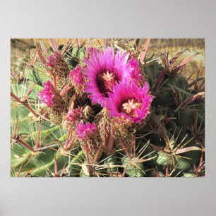 Poster de la langue du diable en fleurs Barrel Cac