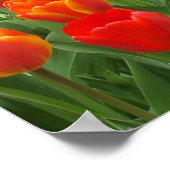 Poster De La Lollipop Tulipes Rouge Et Orange (Coin)