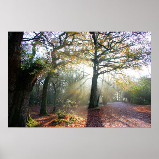 Poster de la lumière de forêt (Devant)