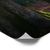 Poster de la lumière de forêt (Coin)