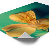 Poster de la Lys tropicale (Coin)