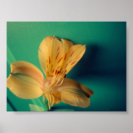 Poster de la Lys tropicale (Devant)