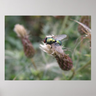 Poster de la macro de la bouteille verte