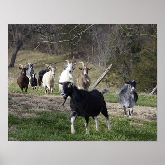 Poster de la maison d'élevage (Devant)