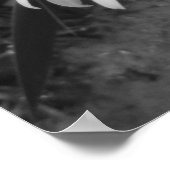 Poster de la marguerite noire et blanche (Coin)