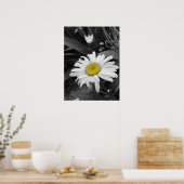 Poster de la marguerite noire et blanche (Cuisine)
