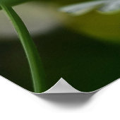 Poster de la marie (Coin)