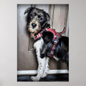 Poster de la marionnette Labradoodle Goto for Walk (Devant)