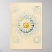 Poster de la méduse vintage (Devant)