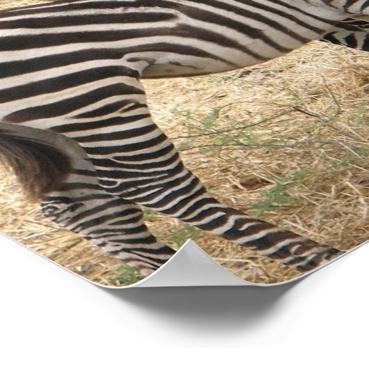 Poster de la mère et du bébé Zebra (Coin)