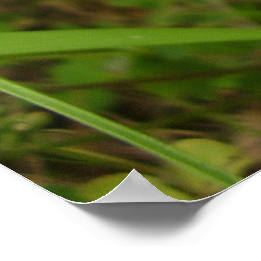 Poster de la mère Shipton Moth (Coin)